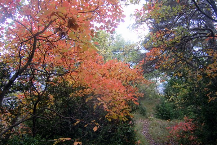 Automne : L'automne est bien là, les feuilles aussi et on peut profiter de glissades magnifiques et toujours controlées ;-)