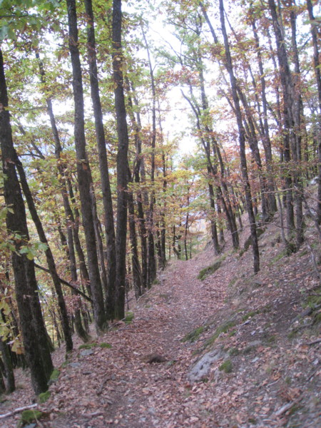 #9 Plan Richard : sous Plan Richard en sous bois de feuillus. Plan Richard : sous Plan Richard en sous bois de feuillus.