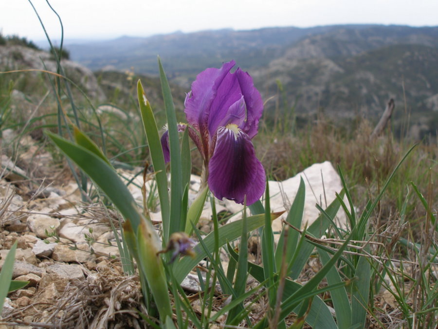 Iris mauve : C'est déjà la fin de la floraison