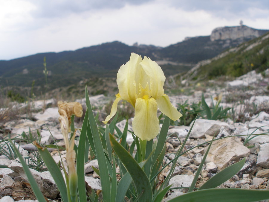 Iris sauvage : Un peu de douceur