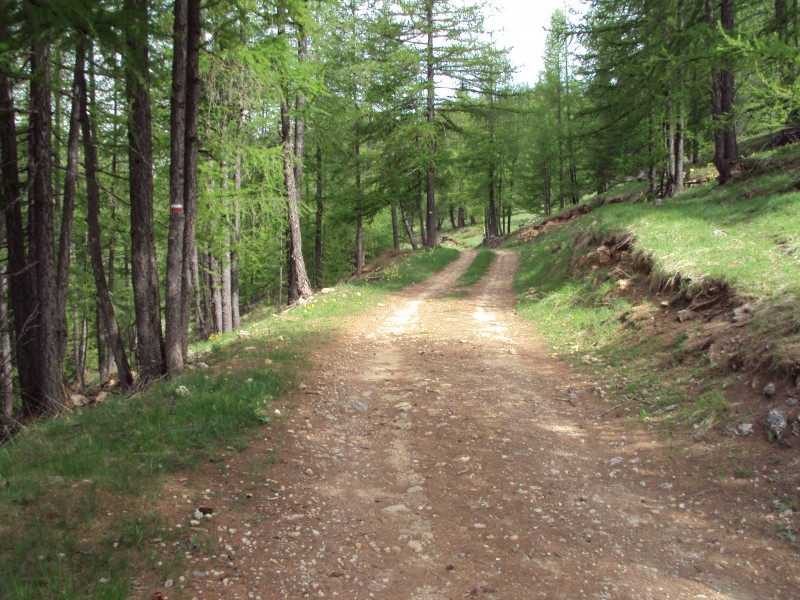 paysage : sous bois