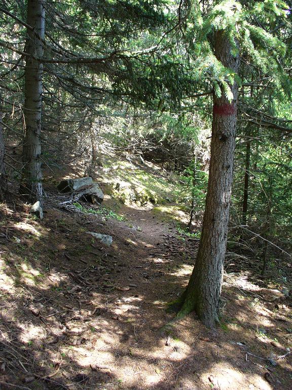 Sentier Descente : En sous bois