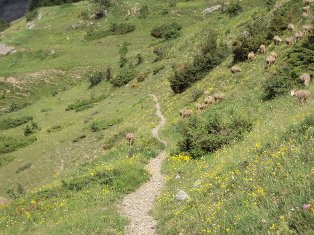 #16 alpage : un beau sentier alpage : un beau sentier