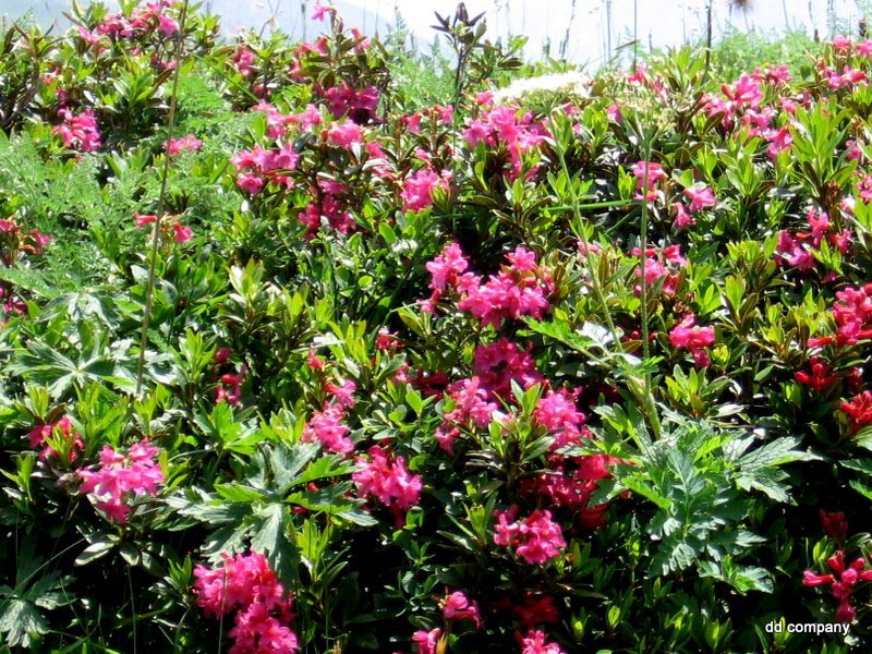 Rhododendron : La ligne Hte Tension doit les dynamiser!