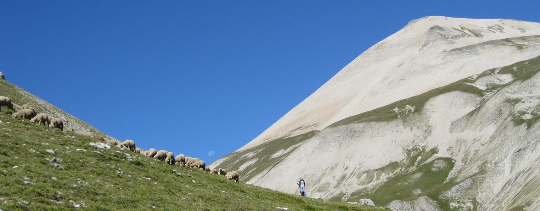 Moutons, berger et lune : devant l'imposante Tête de Vallon Pierra