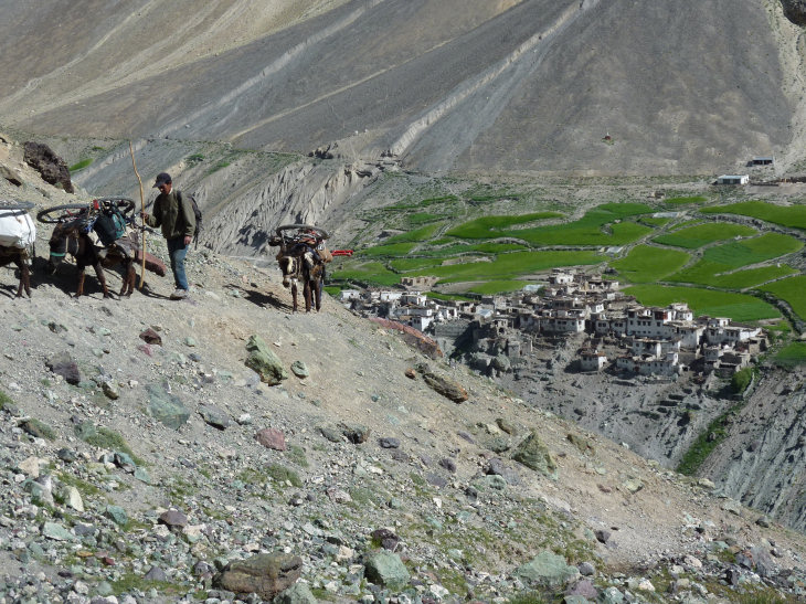 Ladakh : vélos sur les ânes