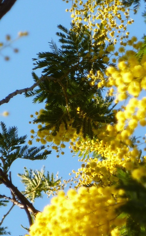 Mimosa : Fin janvier, ils commencent déjà à fleurir