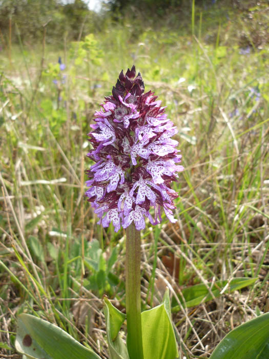 Orchis