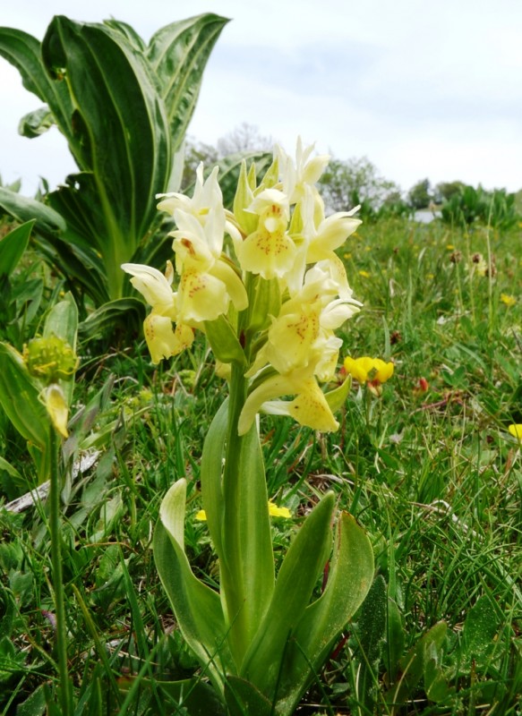 Fleur : Orchis Sureau
