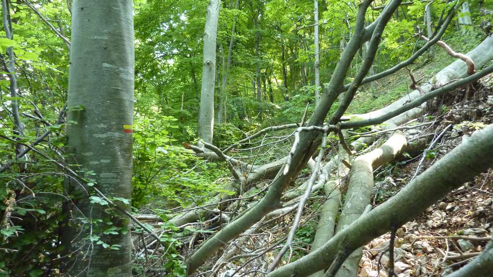 Sentier du Bois de Beaumont : pas souvent emprunté car l'arbre n'est pas tombé d'hier...