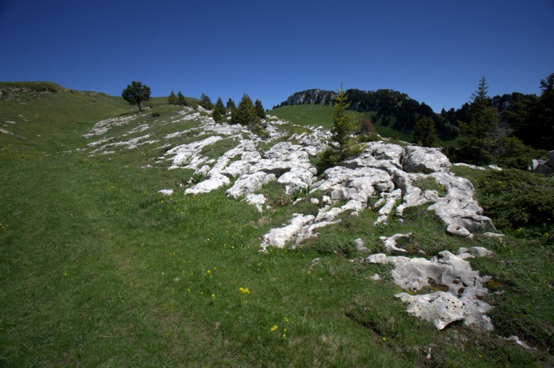Col de l'Alpe : paysage bucolique avec un arbre solitaire rappelant celui de la Plaine de Queyrie dans le Vercors