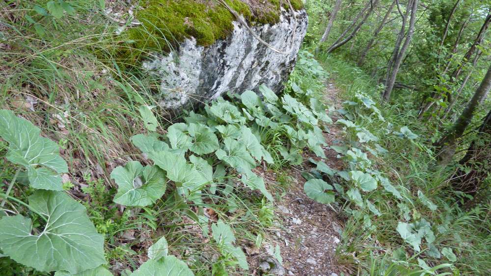 Vegetation : nénuphars chartroussins en bordure de sentier