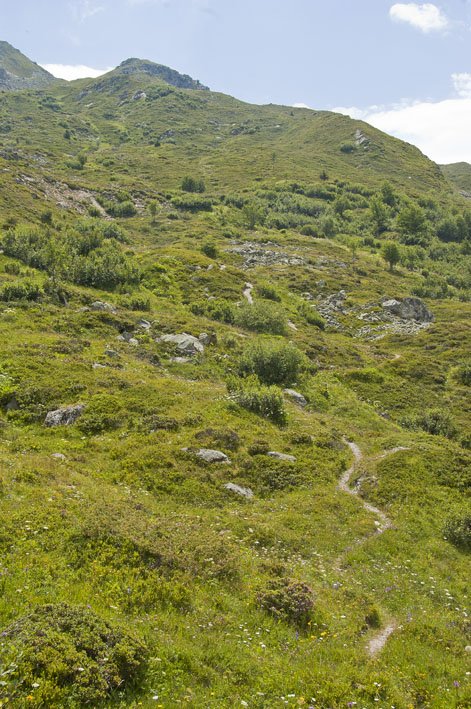 #20 Sentier des Biolleys : Le sentier de descente Sentier des Biolleys : Le sentier de descente