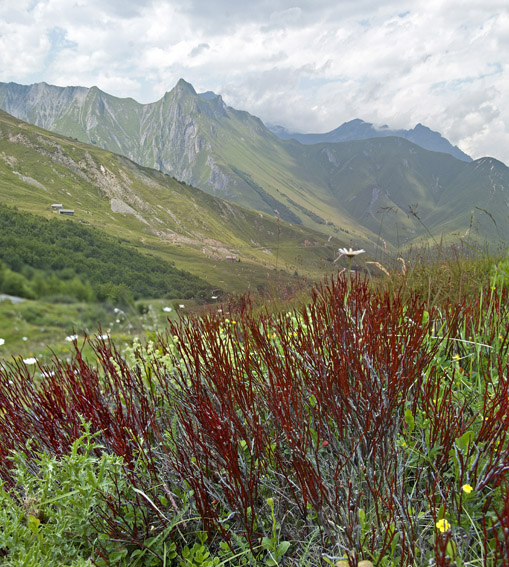 #19 Sentier des Biolleys : En descendant sur les biolleys d Sentier des Biolleys : En descendant sur les biolleys d'en bas