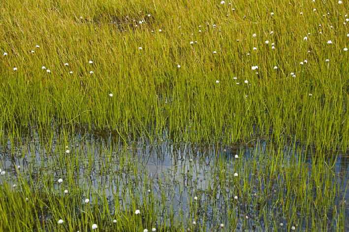 #12 Pointe de la Masse : Lac de la Masse Pointe de la Masse : Lac de la Masse