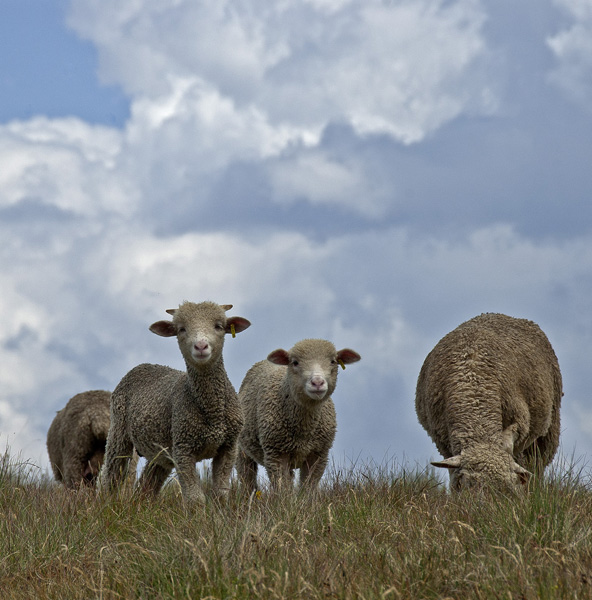 #18 Pointe de la Masse : Les moutons dont il faut suivre les sentes pour parcourir l Pointe de la Masse : Les moutons dont il faut suivre les sentes pour parcourir l'arête