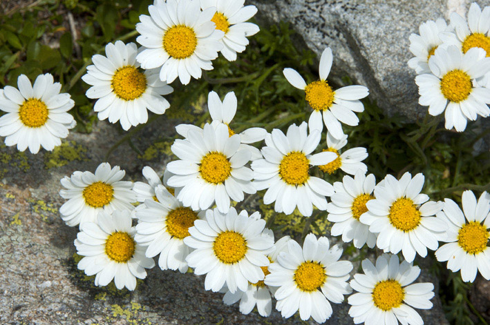 #15 Pointe de la Masse : Chrysanthème des alpes Pointe de la Masse : Chrysanthème des alpes