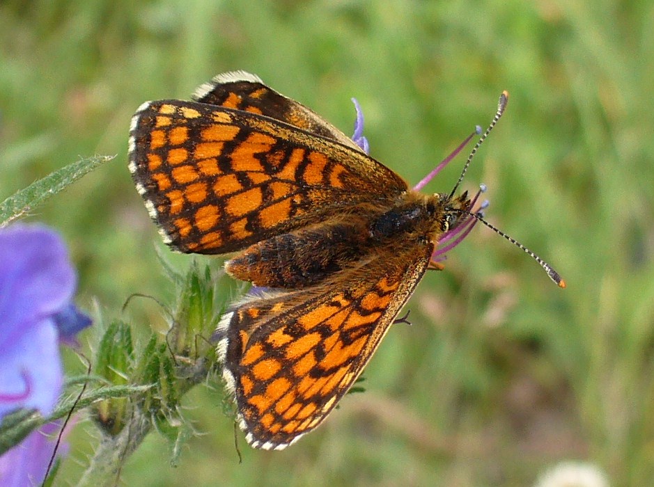 Papillon : Célibataire ...