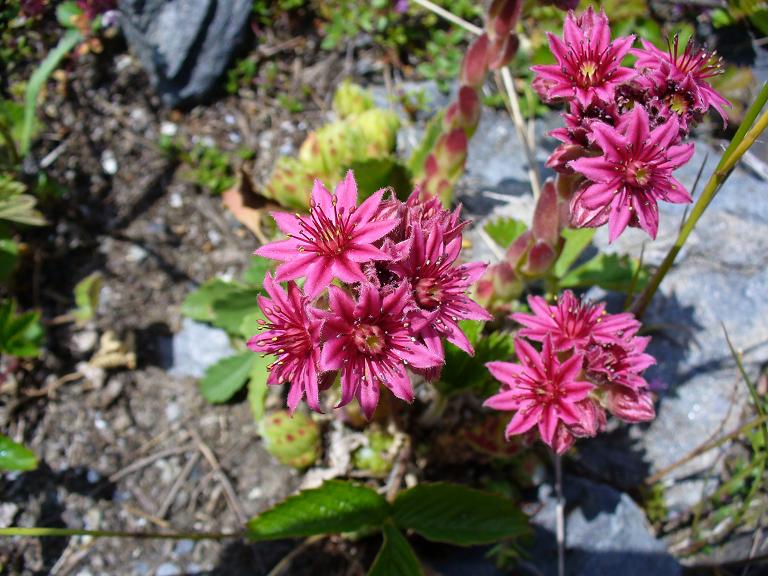 Flore : Au milieu des rochers ...