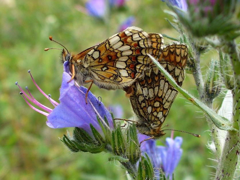 Papillons : ... Toujours en action ...