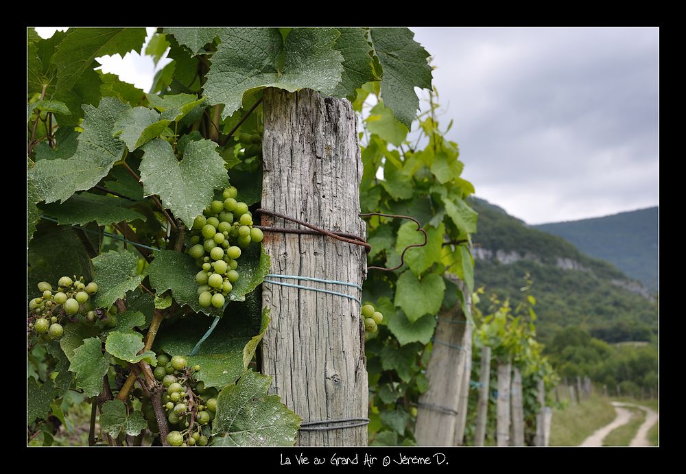 vin du Bugey
