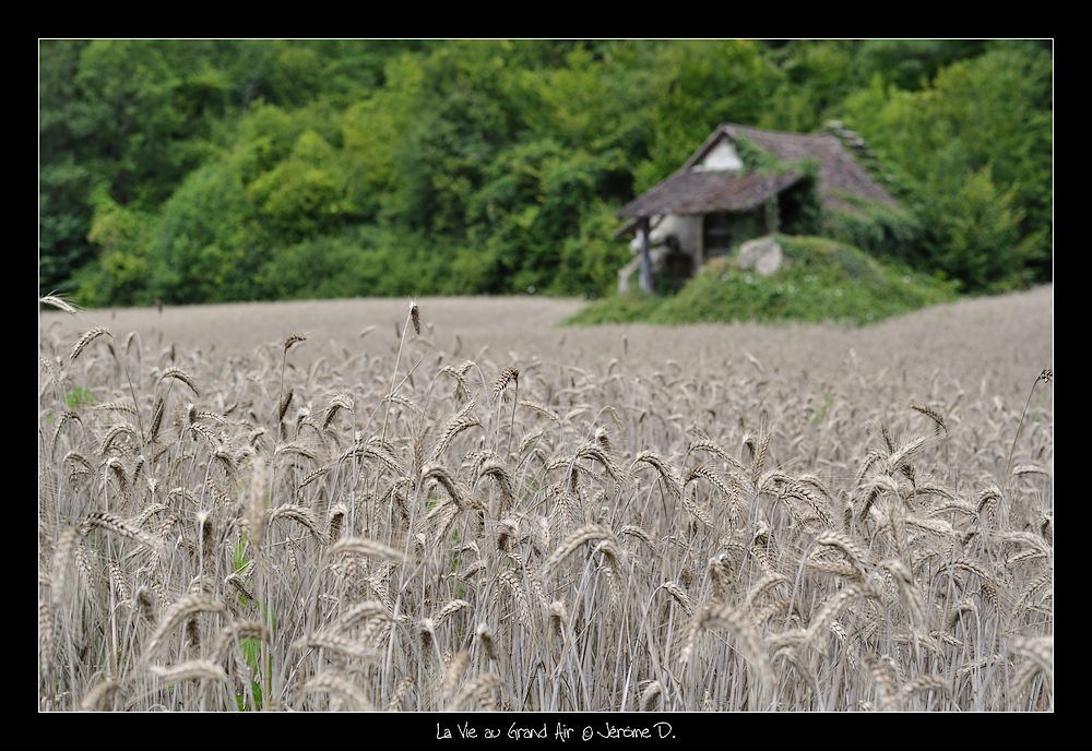 Blés : la moisson va débuter
