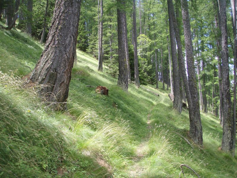 #6 Isola : Sous bois splendides Isola : Sous bois splendides