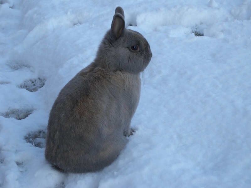 #1 Isola : Georges le fautif : j Isola : Georges le fautif : j'ai réglé ma fourche pour son poids ;-)))))