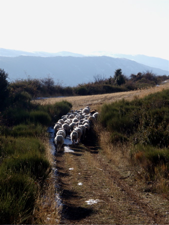 #6 Moutons : Pas pu prendre les biches ou les chevreuils en photo, les brebis sont moins rapides... Moutons : Pas pu prendre les biches ou les chevreuils en photo, les brebis sont moins rapides...