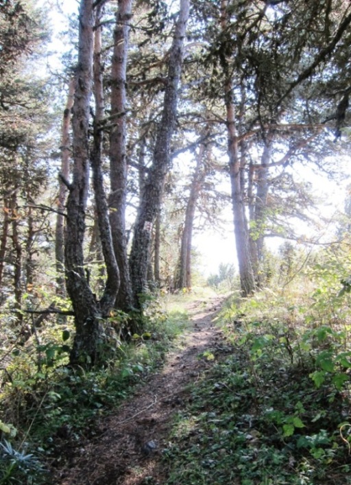 descente : sentier dans les pins