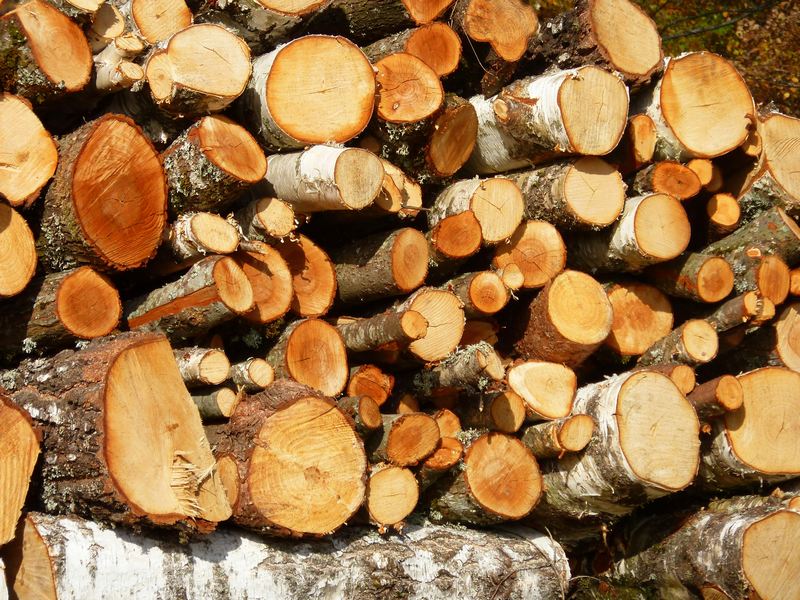 #11 1000 Etangs : De quel bois je me chauffe 1000 Etangs : De quel bois je me chauffe