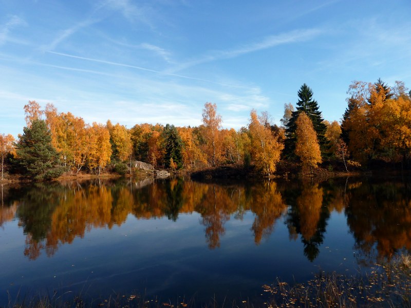 #5 1000 Etangs : Bouleaux 1000 Etangs : Bouleaux