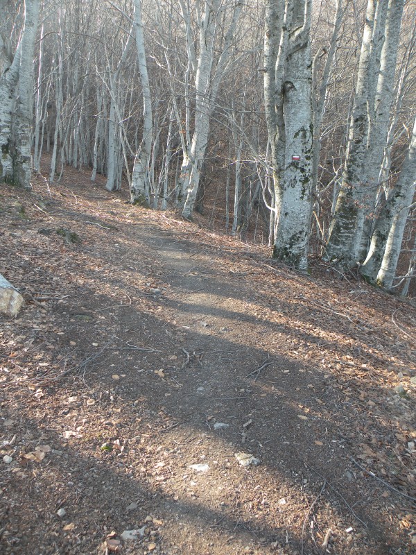photo3 : Le sentier qui part du col de la Croix a de belle section en sous bois