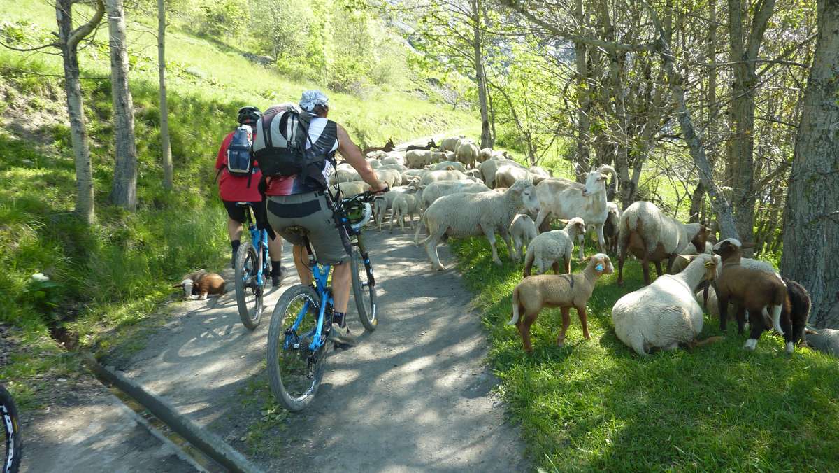 ça moutonne : les troupeaux sont de sortie