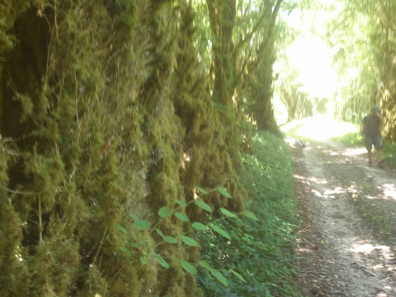 #7 photo 7 : Mur de buis moussu en allant vers la cascade de Planque. photo 7 : Mur de buis moussu en allant vers la cascade de Planque.