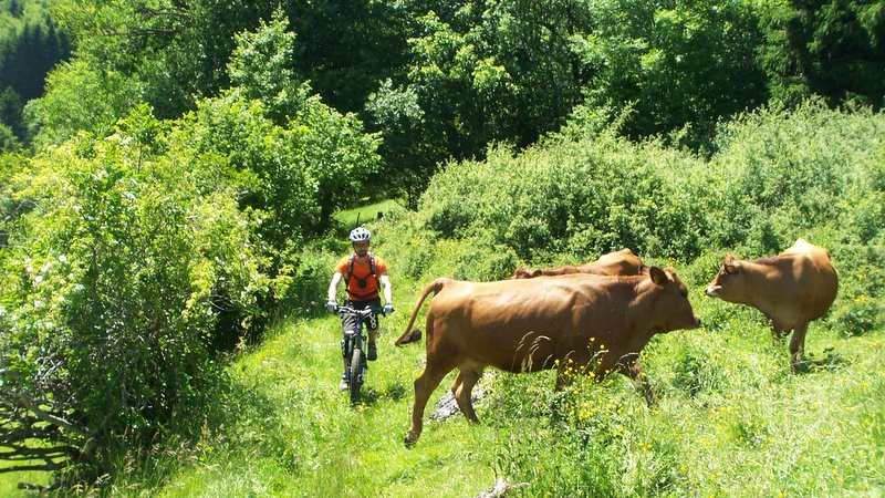 Bike avec les vaches : Faut un peu pousser pour passer