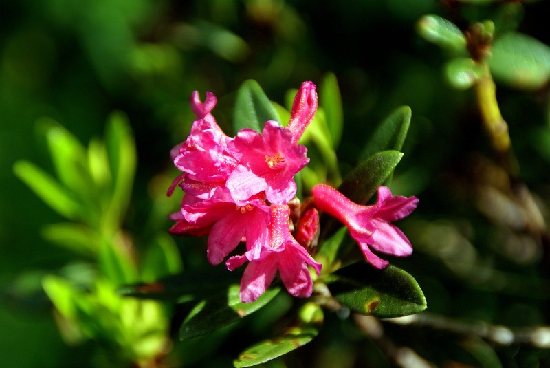 Instant bucolique quater : Rhododendron