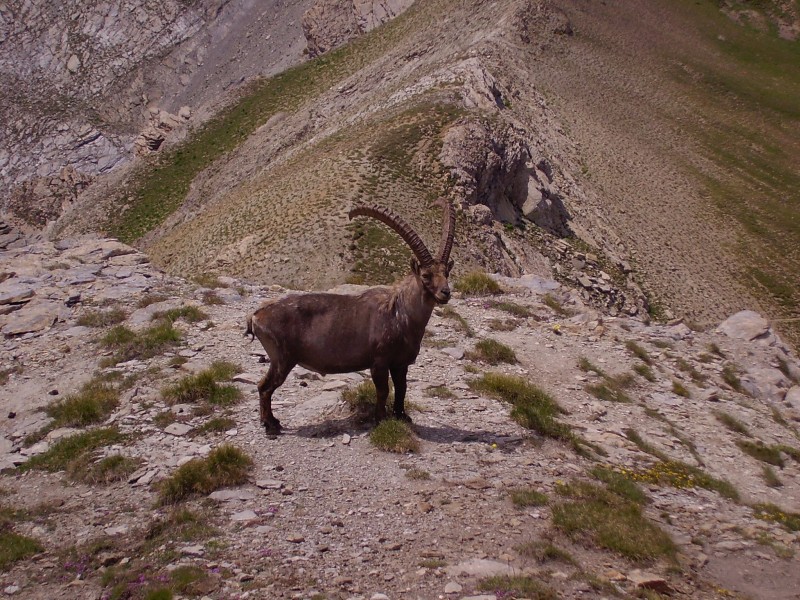 #5 chapeau de gendrame : Nos amis les animaux bis. Ils scouatent même le sentier... chapeau de gendrame : Nos amis les animaux bis. Ils scouatent même le sentier...