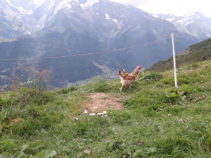 #8 Poulette : Poulette dans tous ses états en voyant un VTT. Poulette : Poulette dans tous ses états en voyant un VTT.