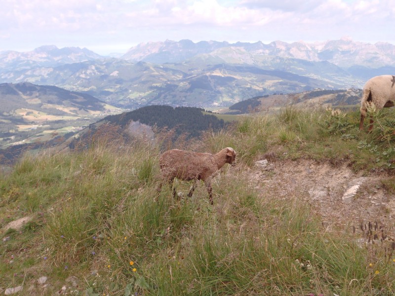 #6 Agneau : Quelle chance pas de patou. Agneau : Quelle chance pas de patou.