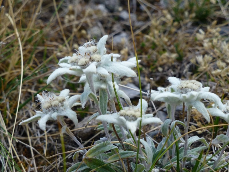 Edelweiss