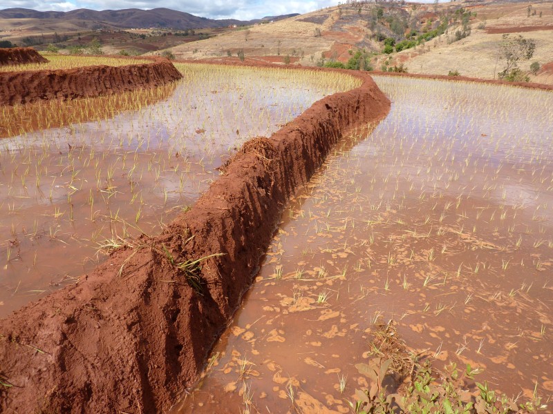 #11 Mada : Un malgache sans rizières n Mada : Un malgache sans rizières n'est pas un malgache...
