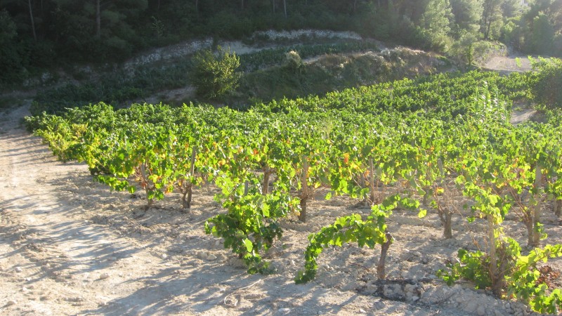 Ciotat > Aubagne : Passage dans le vignoble de Cassis sous le pas de BelleFille