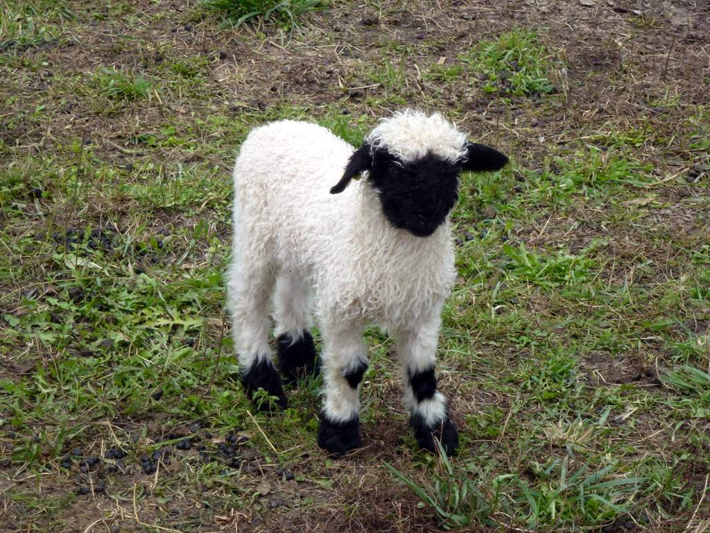 Walliser Schwarznase : Trop sympa...
