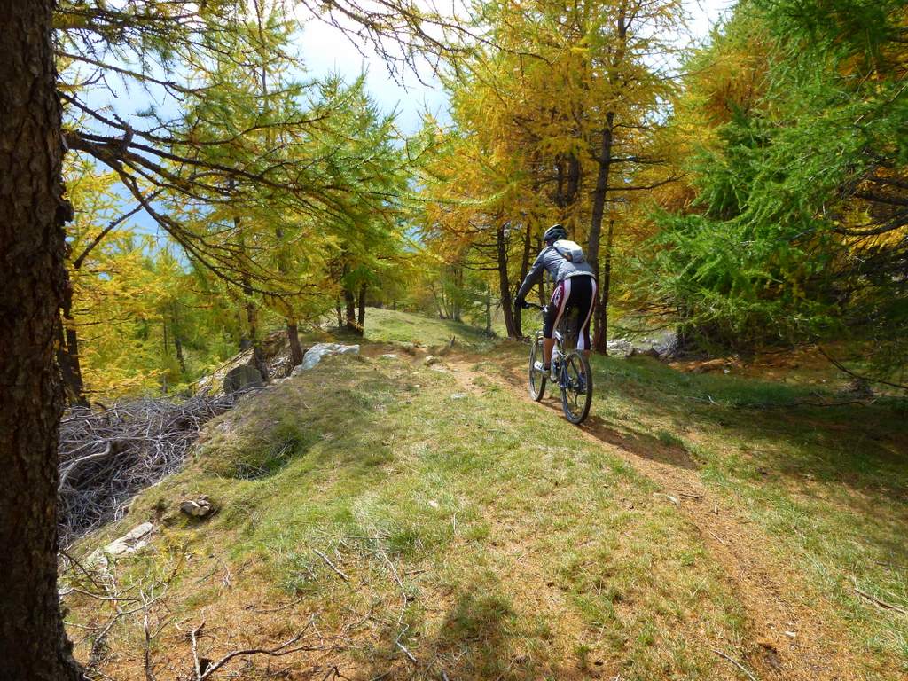 Niwenalp : Descente sur Niwenalp dans les mélèzes