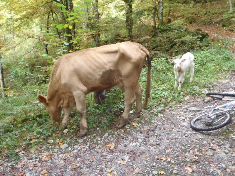 #4 Chemin du Criou : Vache et veau qui sont partis en balade. Chemin du Criou : Vache et veau qui sont partis en balade.