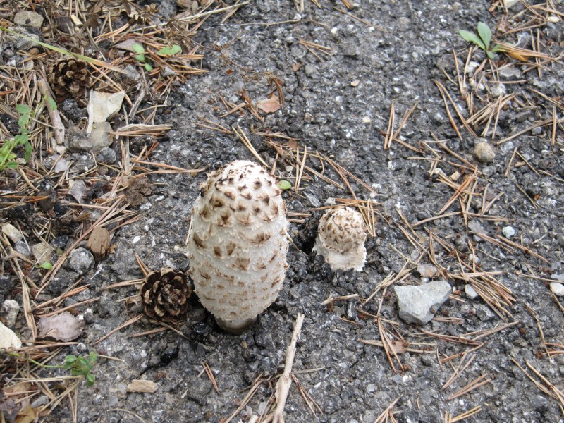 Villars / Bairols : Les champignons - Coprins chevelu - plus forts que le bitume