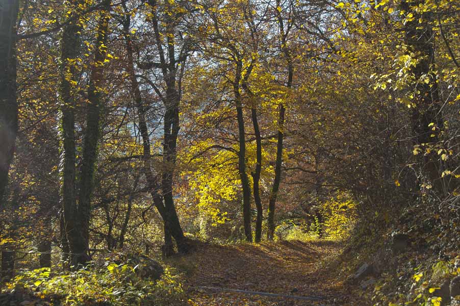 Chedde : Descente sur Chedde, paysage d'automne