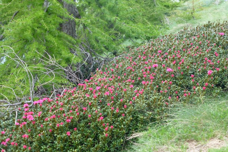 Rhododendrons : Commencent à peine à fleurir