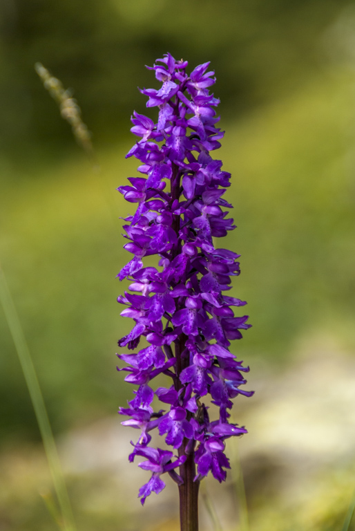 Fleur violette : que les spécialistes se prononcent